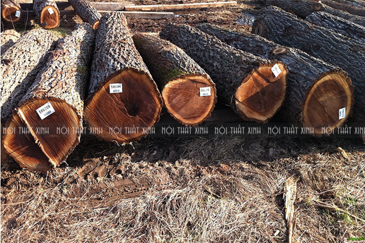 Gỗ óc chó có đắt không